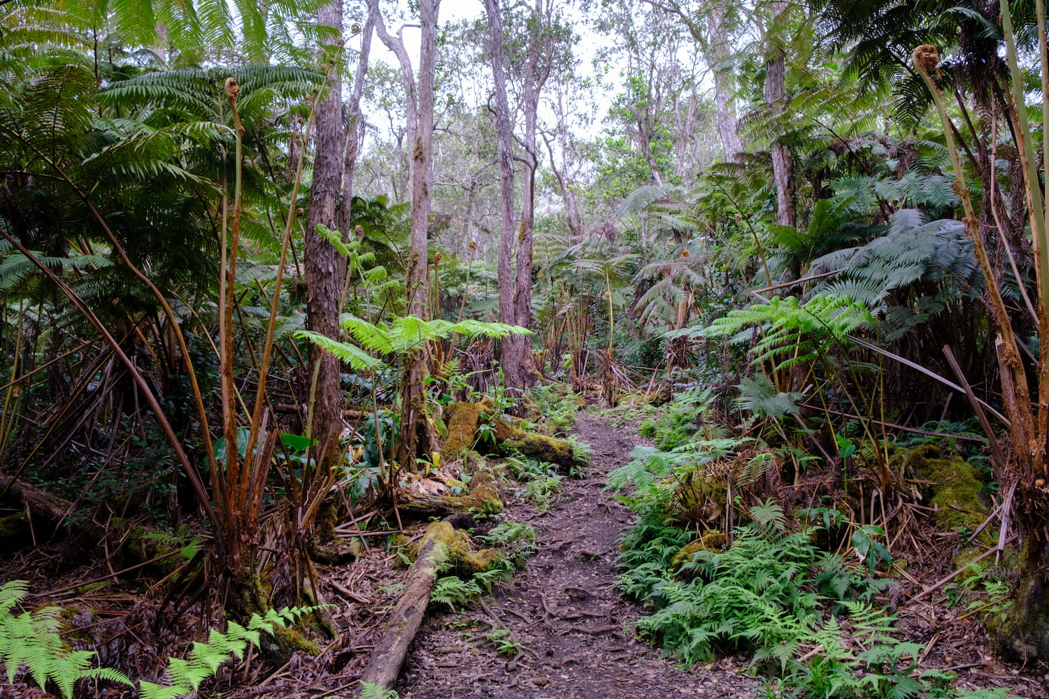 Makaula &lsquo;O&rsquo;oma Trail (Fujifilm X-S10, 18-55mm)