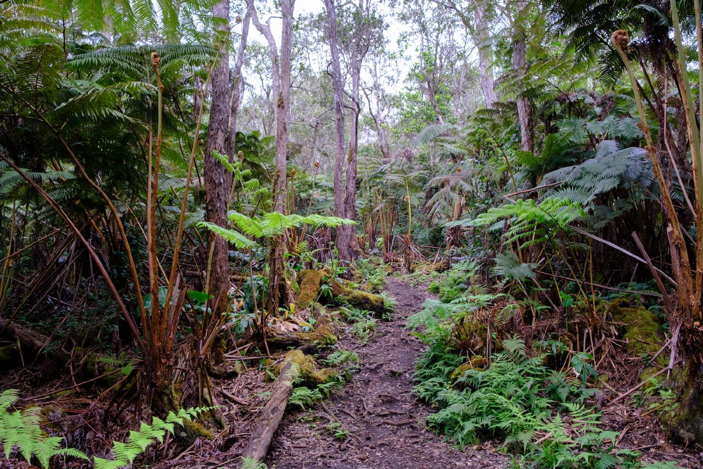 Makaula &lsquo;O&rsquo;oma Trail (Fujifilm X-S10, 18-55mm)